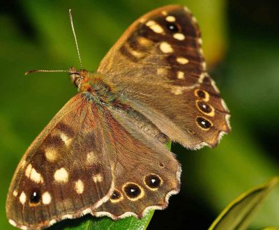 Schmetterling Schmetterling